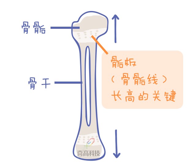 重啟骨骺線~你看起來很誘人！_11.png