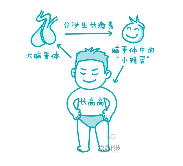 一網(wǎng)打盡︱打生長激素有副作用嗎？_02.png